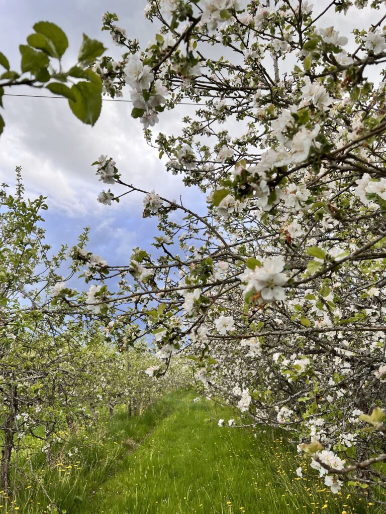 Äntligen får cider och svensk fruktodling stöd av EU 